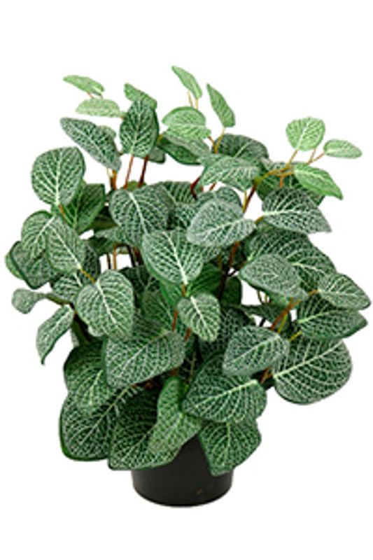 Fittonia i potte H: 34 cm