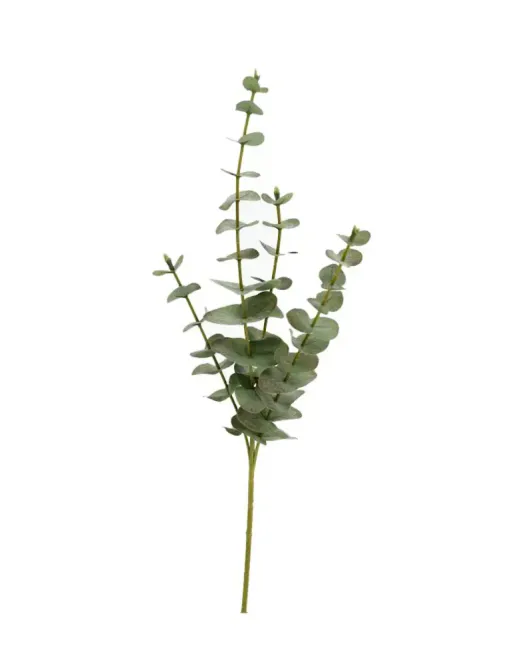 Hovedbilde Eukalyptus stilk 59 Cm