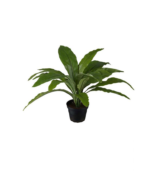 Hovedbilde Asplenium i potte H 30 cm