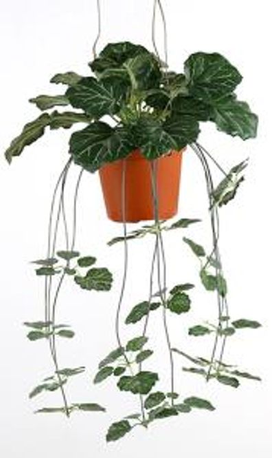 Hovedbilde Saxifraga i potte