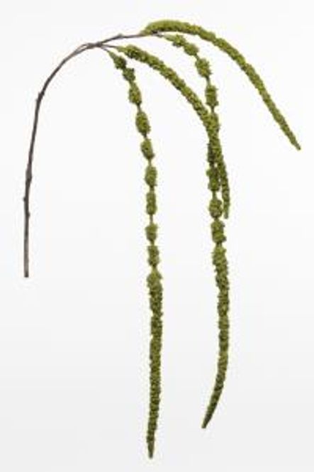 Hovedbilde Amaranthus 1630-92