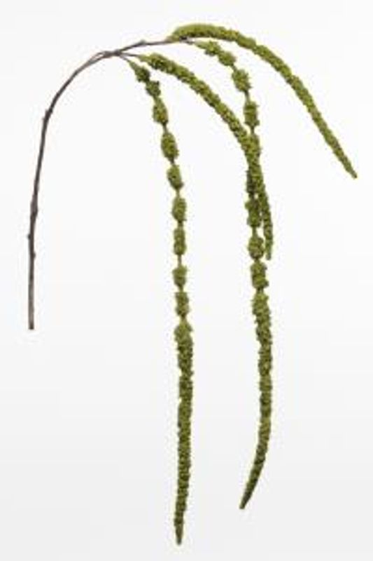 Amaranthus 1630-92
