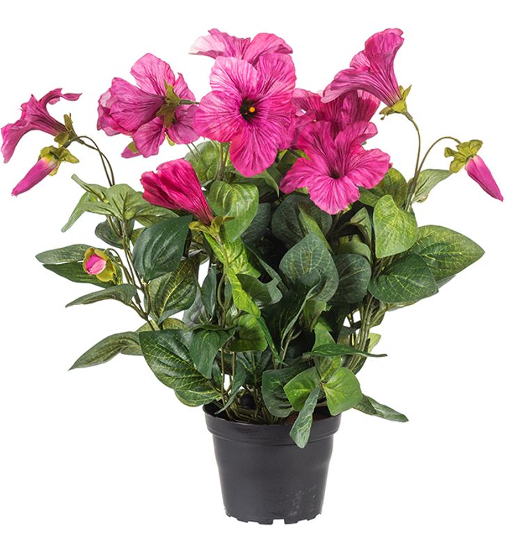 Petunia Rosa i potte 11x30 cm