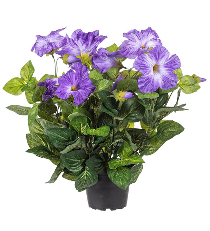 Petunia Blå i potte 11x30 cm