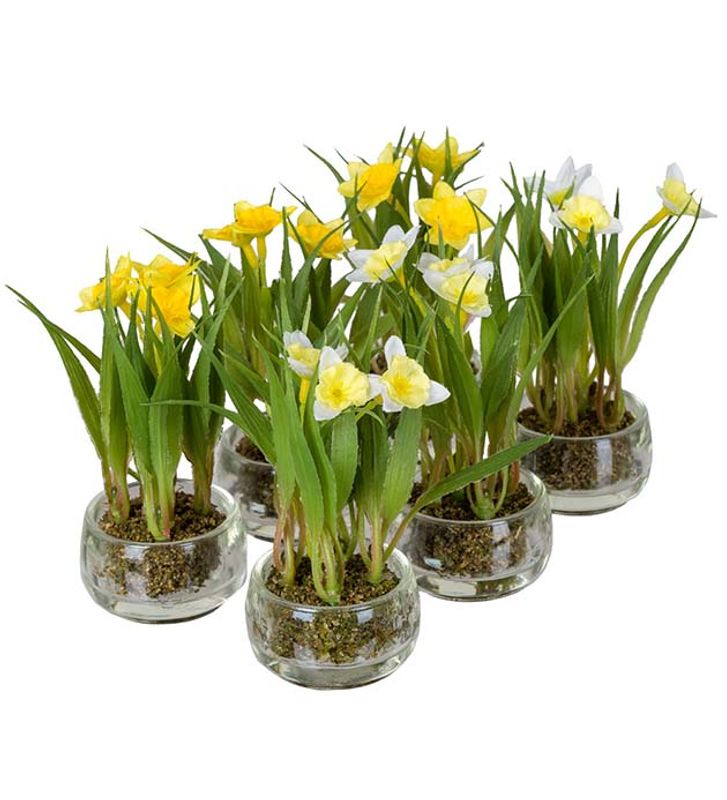 Påskelilje lys gul mini 10x5 cm