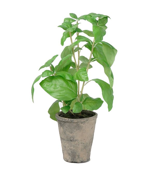 Hovedbilde Basilika i potte 38 cm