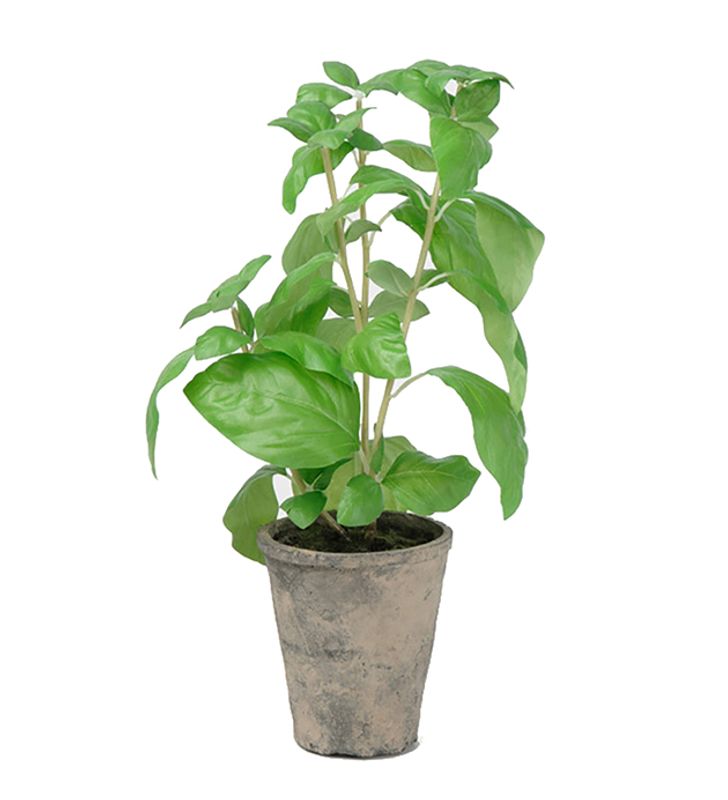 Basilika i potte 38 cm