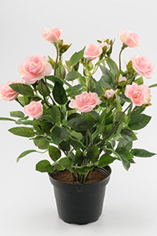 Rose rosa 1613-20-1