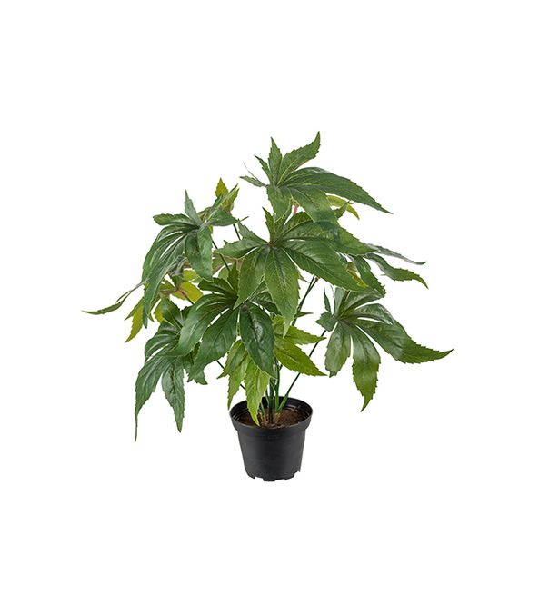 Hovedbilde Anthurium i potte H 30 cm