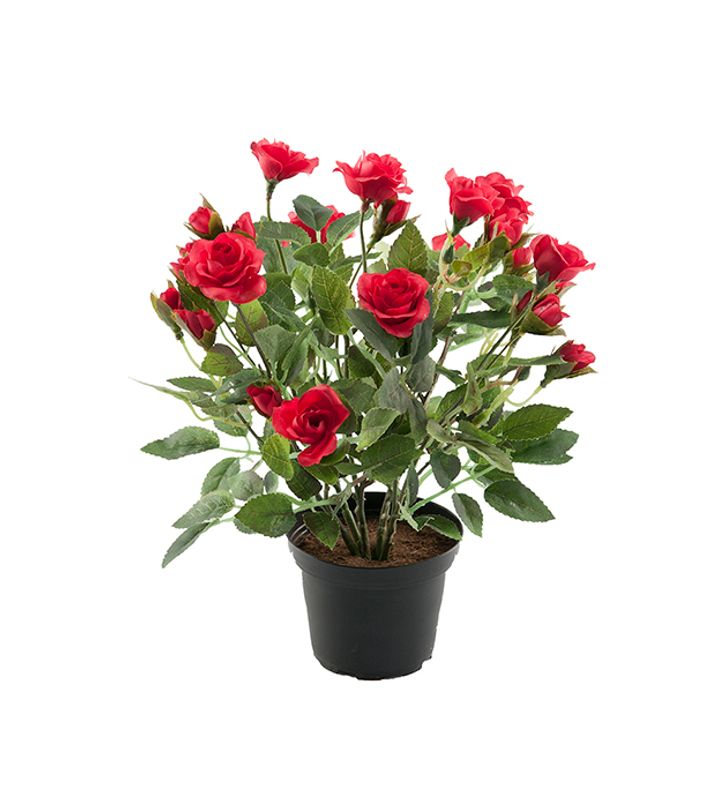Rose i potte Rød H 30 cm
