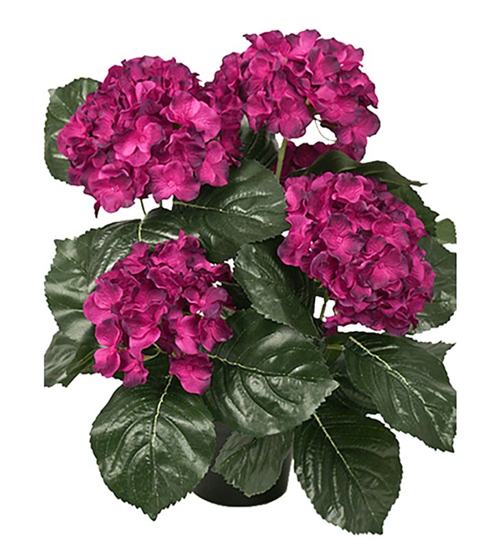 Hortensia M rosa i potte H 38 cm