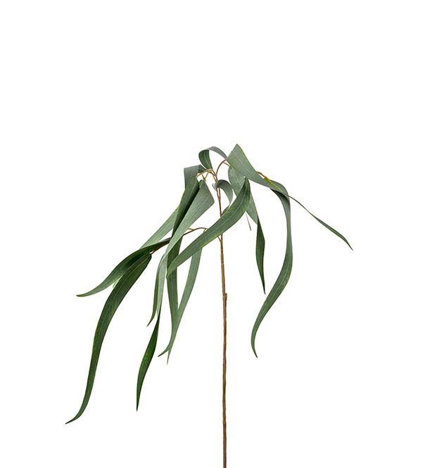 Hovedbilde Eukalyptus/stilk 70 cm
