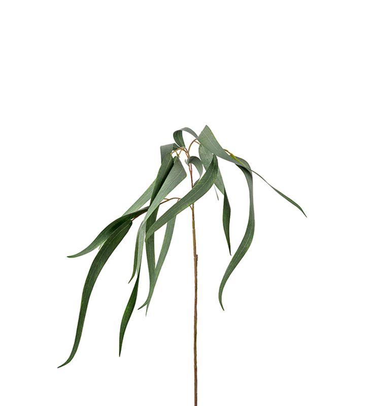 Eukalyptus/stilk 70 cm