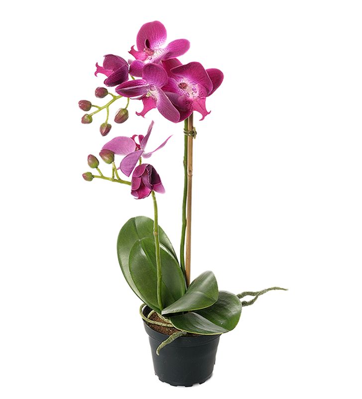 Phalaenopsis 45 cm i potte