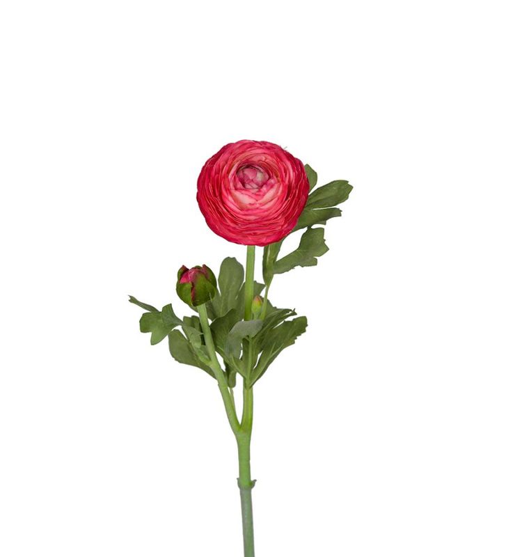 Ranuncel stilk Cerise H 50 cm