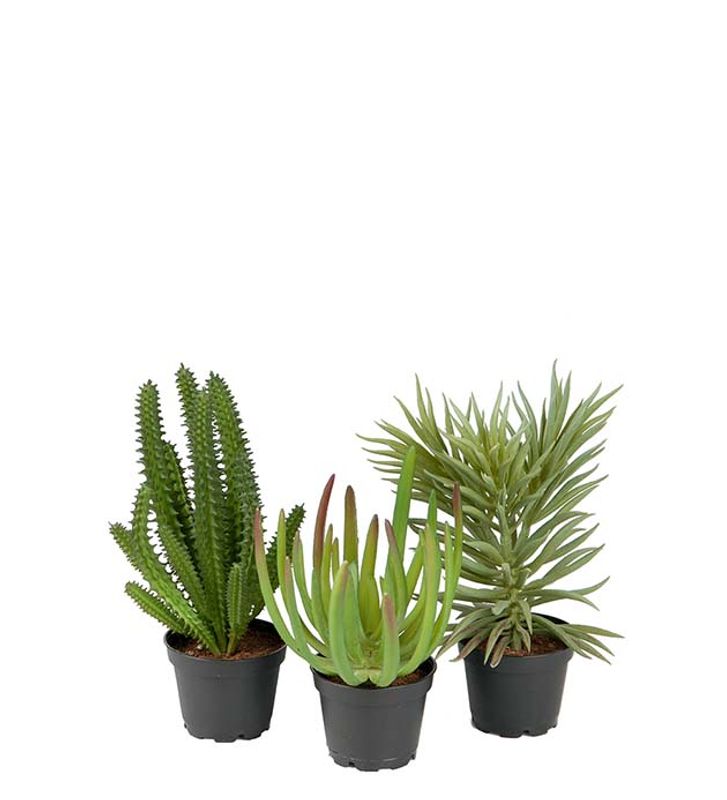 Succulent i potte venstre i bilde H 17 cm