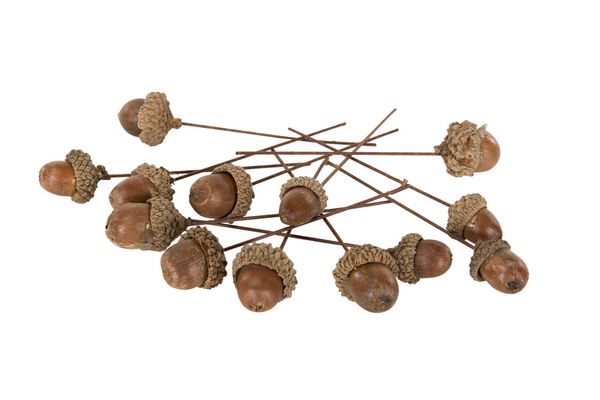 Eikenøtter natur på pinne 3 cm