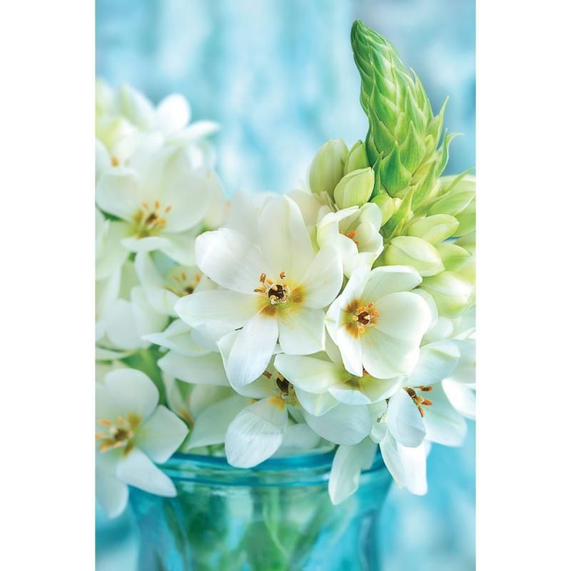 Kort Hvit blomst dobbel