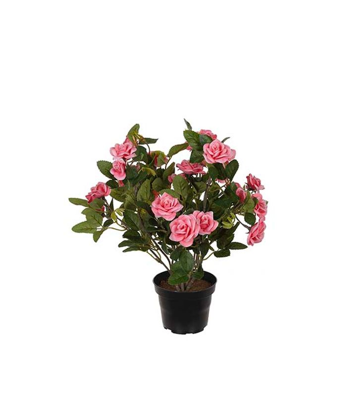 Rose Rosa i potte 30 cm