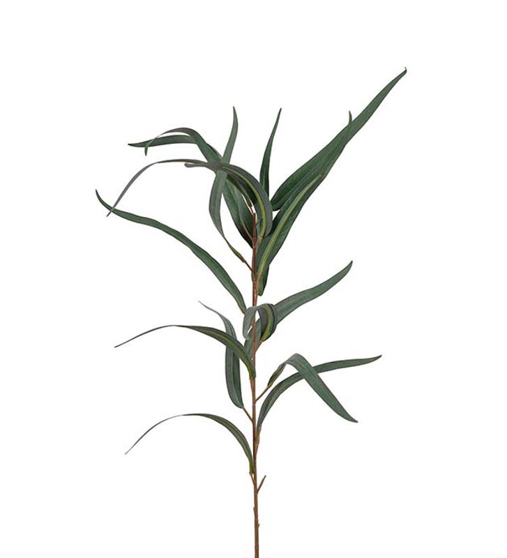 Eucalyptus stilk H 60 cm